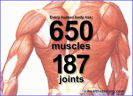 Skeletal muscles are attached to the bones by tendons. How Many Muscles Are In The Human Body How Many Muscles Is In The Human Body Human Anatomy Labelled Human Body Anatomy Skeletal Muscle Body Systems