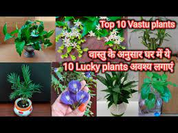 Lucky Plants Top 10 Vastu Plants