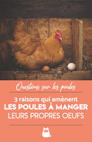 Pourquoi les poules mangent leurs œufs ? - CAUSES ET SOLUTIONS | Poule,  Elevage poule pondeuse, Oiseaux des jardins