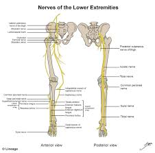 Lower Extremity Innervation Msk Medbullets Step 1