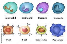 white blood cells wbc types