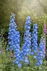 blue-flowered