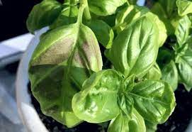 brown spots on basil leaves why it