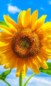 sunflower ultra hd desktop background