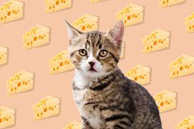 With chunks of crisp ham, cheddar cheese and chives, this is one breakfast item worth waking up for. Can Cats Eat Ham Daily Paws