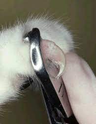 declawing and its alternatives mar