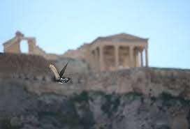 Αποτέλεσμα εικόνας για bird of paradise greek