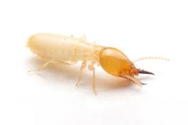 subterranean termites killroy pest