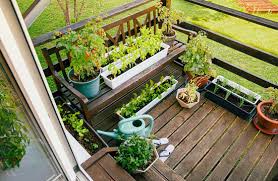 Patio Vegetable Garden Images Browse