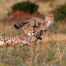 Maybe you would like to learn more about one of these? Scientists Check The Engine Of Cheetahs Animal World S Ferrari Health24