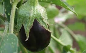 Spectacular Eggplants And Capsicums