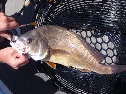 freshwater drum finger lakes angling zone