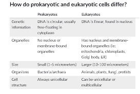 Grade 11 Exam Short Answer Diversity Prokaryotic Cells