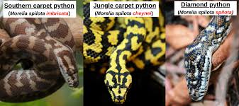 19 common snakes found in queensland