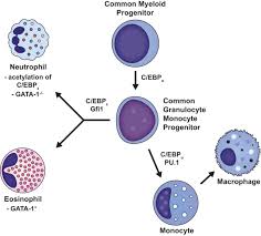 The Ontogeny Of A Neutrophil Mechanisms Of Granulopoiesis