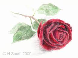Trandafirii sunt plante perene ornamentale din familia rosacee, originari din regiunile continentale i. Cum Sa Desenezi Un Trandafir In Creion Colorat