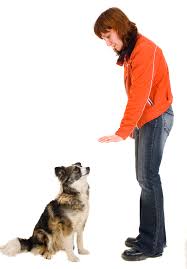 10 Handy Hand Signals For Deaf Dogs