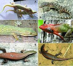 lizards recorded during surveys at