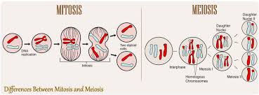 differences between mitosieiosis