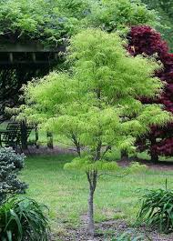 Japanese Maples