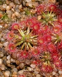 Check spelling or type a new query. Pygmy Drosera Hybrids Icps