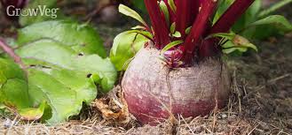 Can you leave beets in the ground too long?
