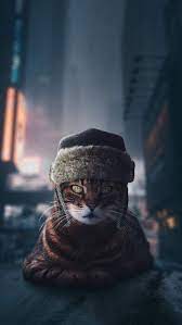 Russian Cat Iphone Wallpaper Cats