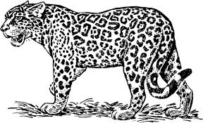 jaguar vectors graphic art designs in