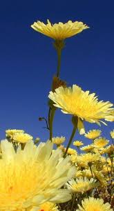 Maybe you would like to learn more about one of these? Desert Dandelions Wild Flowers Dandelion Pictures Desert Flowers