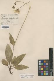 Collection specimens - Specimens - Data Portal