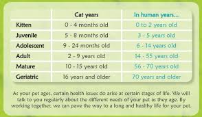 How To Tell Your Cats Age In Human Years Vetwest Animal