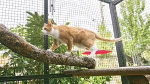 If you want your cat to get some fresh air outdoors, but worry it will stray and possible get into trouble, we recommend an outdoor cat enclosure. The Cat S Meow The Humane Society Of The United States