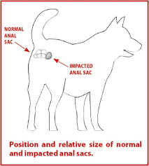 the scooting dog decoded whole dog