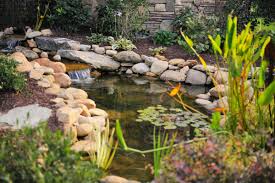 10 pond plants you can at your
