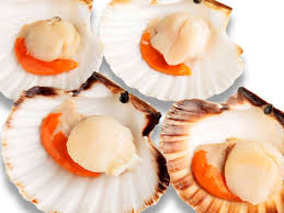coquilles st jacques