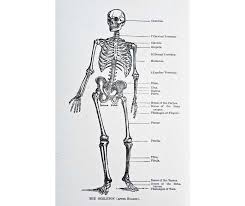 Wherever you looked, there were vampires, ghosts, or bony skeletons grinning back at you. Bones Facts For Kids Explained Skeletal System