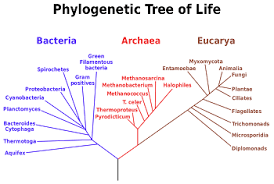 molecular evolution overview