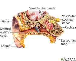 benign ear cyst or tumor information
