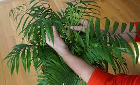 Types Of Palm Plants The Home Depot