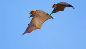The best answers are submitted by users of yahoo! Are Bats Dangerous To Humans Terminix