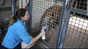 Kebun binatang ini juga merupakan pusat penelitian zoologi yang mempelajari dan membiakkan hewan langka dari berbagai benua. Tragis Petugas Kebun Binatang As Tewas Diterkam Harimau Malaya