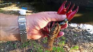 how to trap catch crayfish srp you