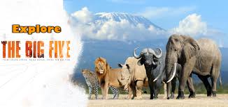 The big five personality test measures the five personality factors that psychologists have determined are core to our personality makeup. How The Tanzania Safari Destinations Are Good Enough For Big 5 Safaris 7 Wonders Safaris