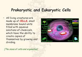 Each eukaryotic cell has a plasma membrane, cytoplasm, a nucleus, ribosomes, mitochondria, peroxisomes, and in some, vacuoles; Prokaryotes Vs Eukaryotes