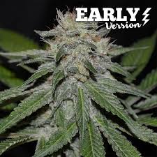 | meaning, pronunciation, translations and examples. Critical Neville Haze Early Version Early Version Delicious Seeds
