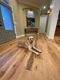pet proof wood flooring guide dog