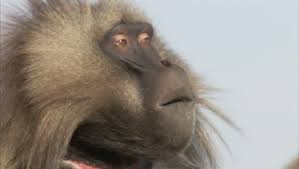 gelada monkey portrait threat display
