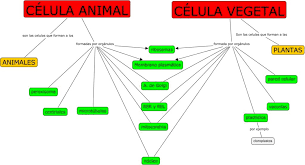 mapa conceptual de la célula guía