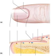 nail anatomy diagram quizlet