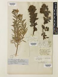 Euphorbia bivonae Steud. | Plants of the World Online | Kew Science